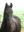Horse and riding lessons Horse and riding lessons